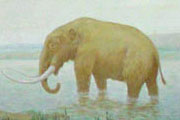 Dung and the Wounded Mastodon